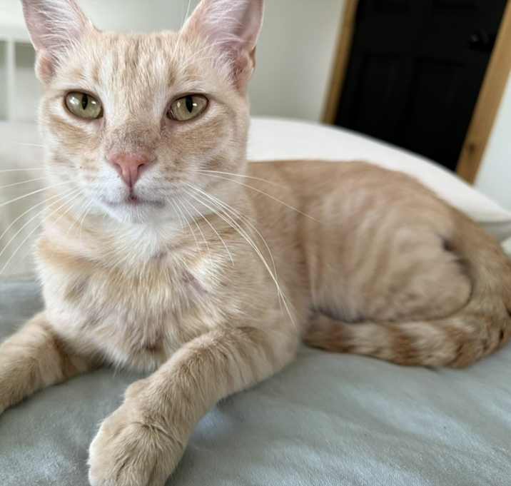 Photo of Cinnamon