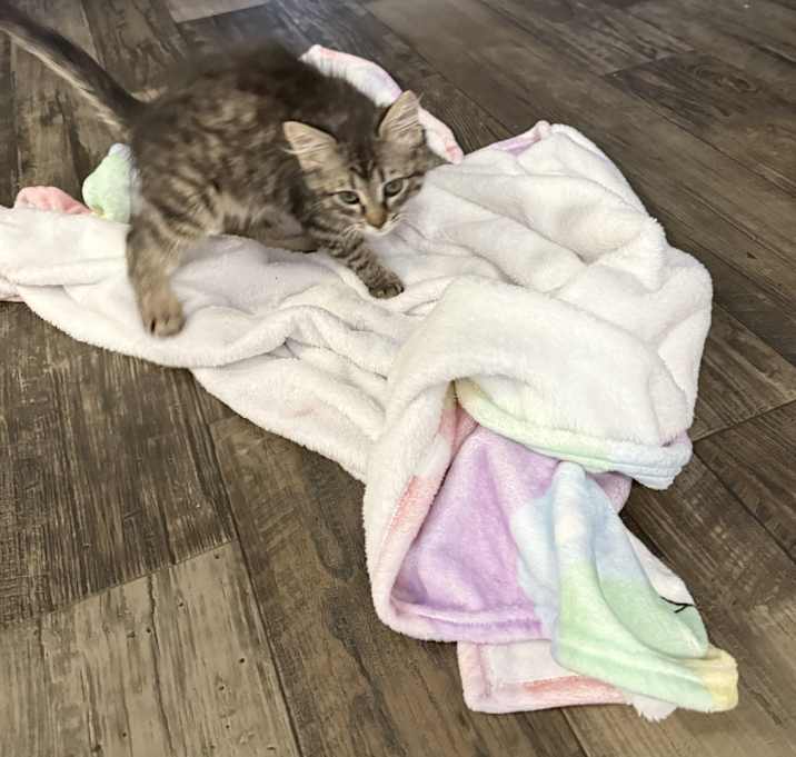 Photo of mushy