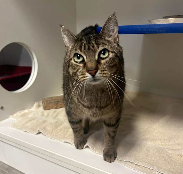 Photo of Smokey