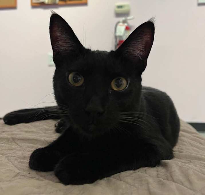 Photo of Clancy