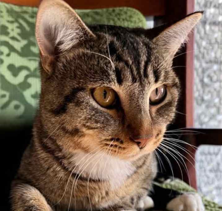Photo of Romeo - A Tabby to Love