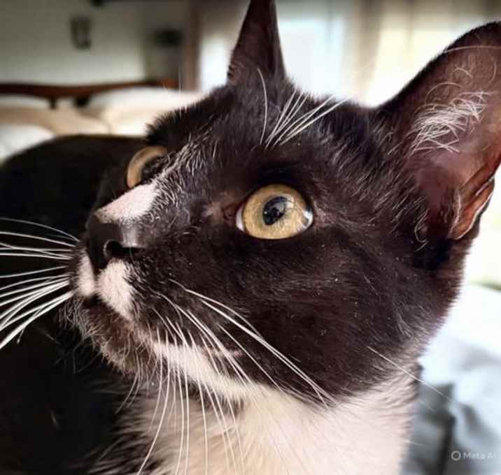 Photo of Rudy Valentino - Dapper Young Cat