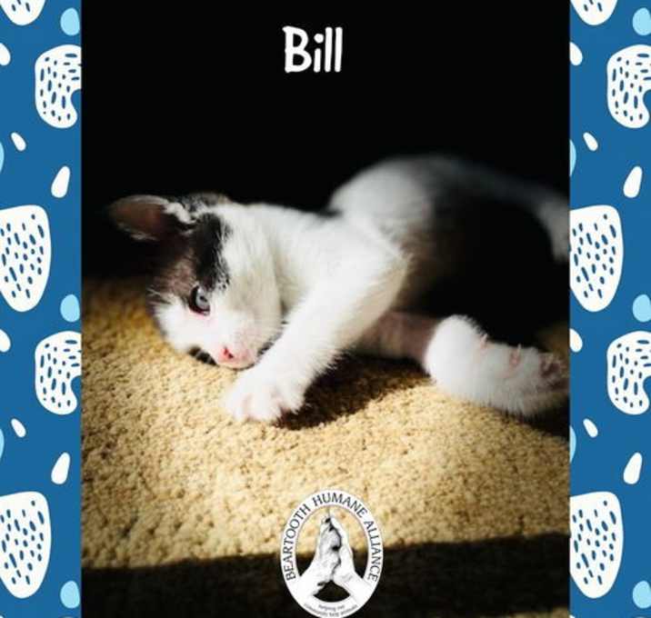 Photo of Bill