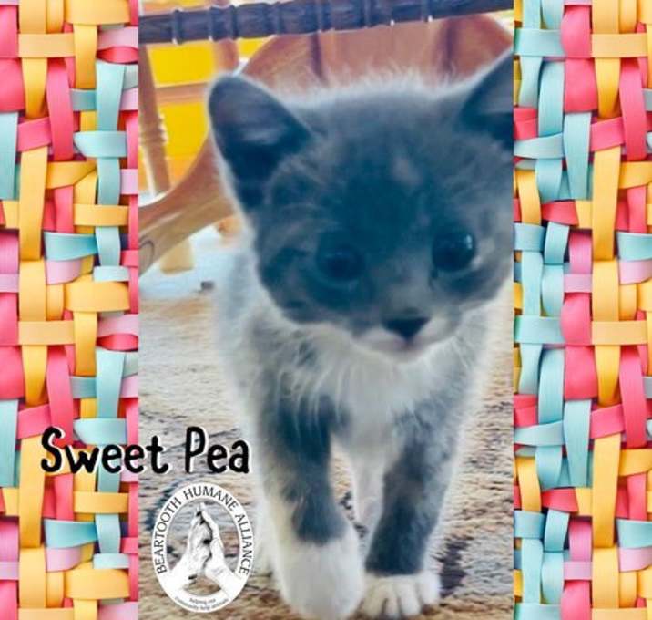Photo of Sweet Pea