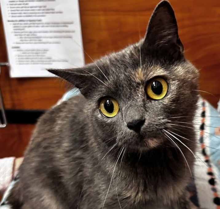 Photo of Luna