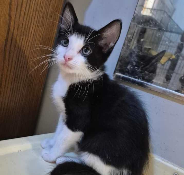 Photo of Kif