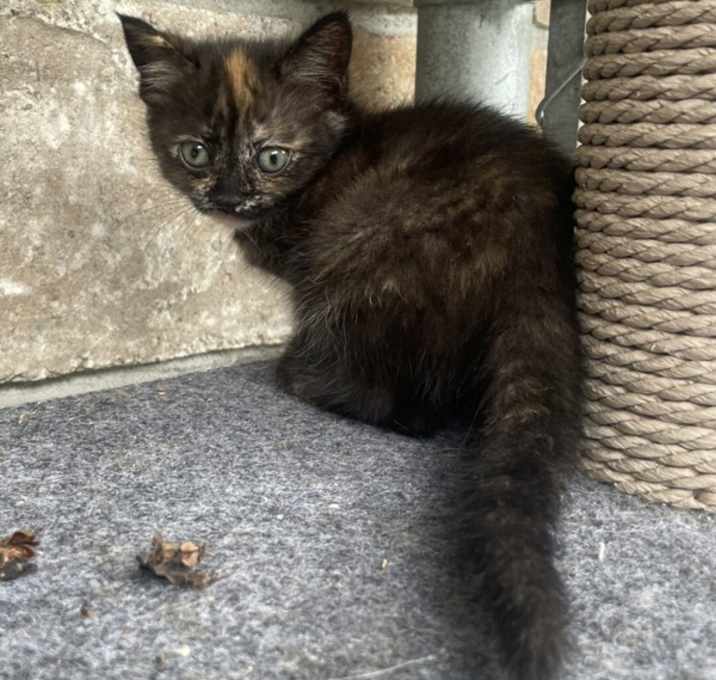 Photo of Raspberry