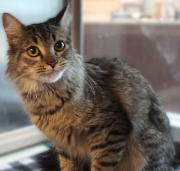 Photo of Adoptable Raven