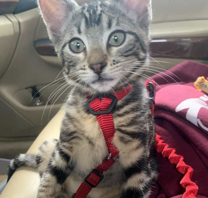 Photo of Nala