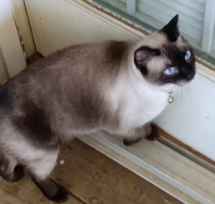 Photo of Nala