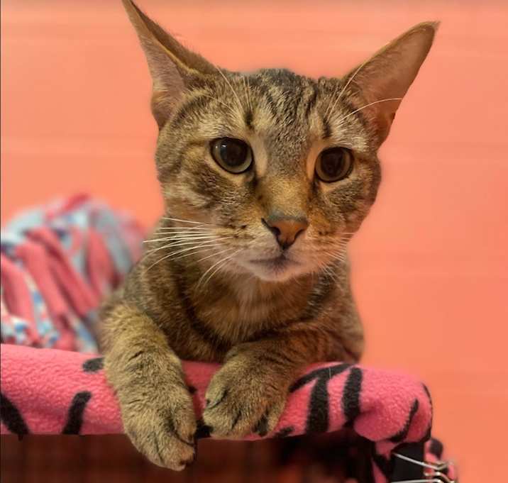 Photo of Sheldon