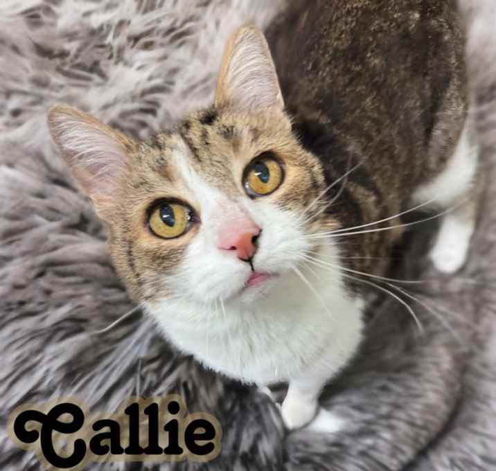 Photo of Callie