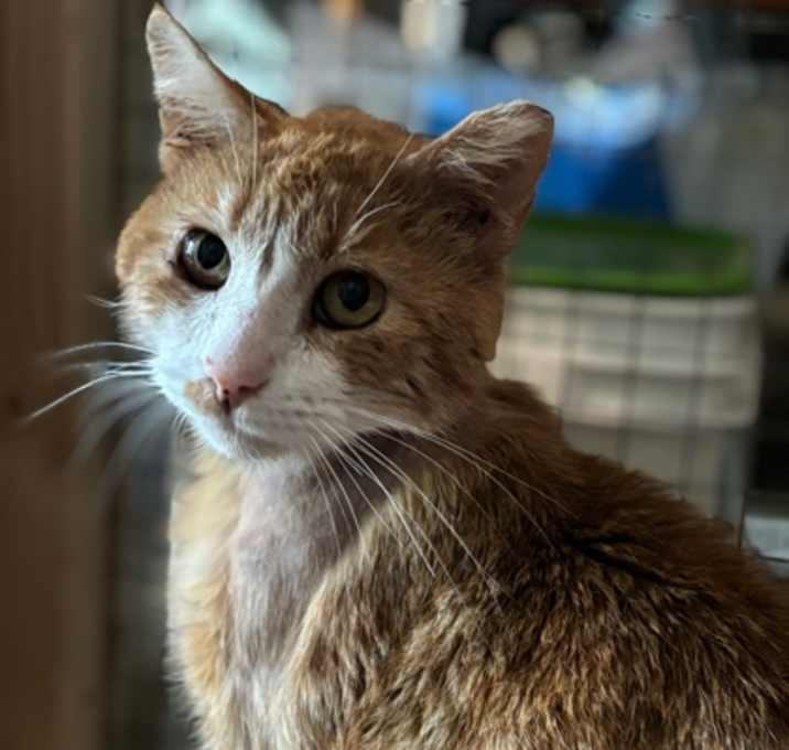 Photo of Hobbes