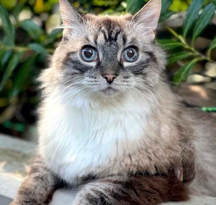 Photo of Pearl 