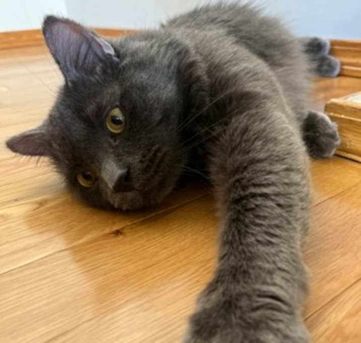 Photo of Dusty
