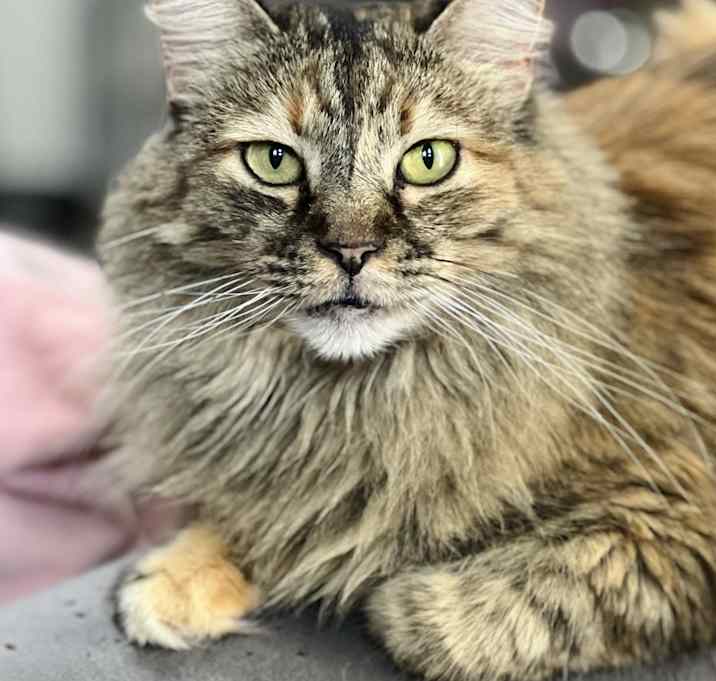Photo of Fancy
