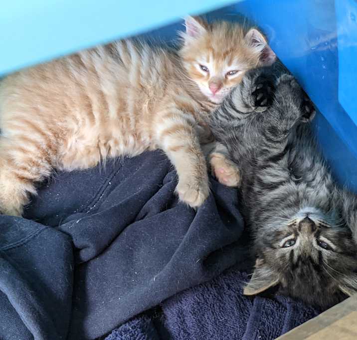 Photo of 3 kittens