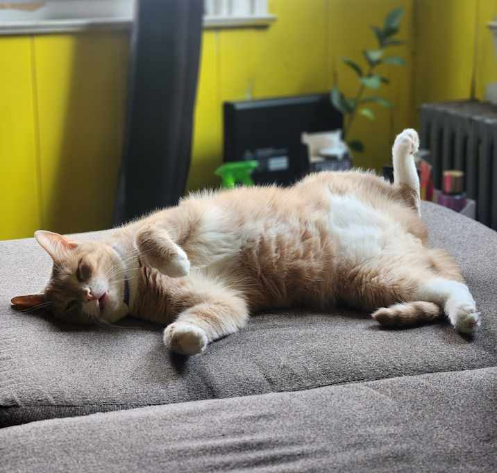 Photo of Milo