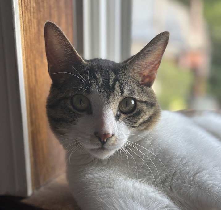 Photo of Hobo