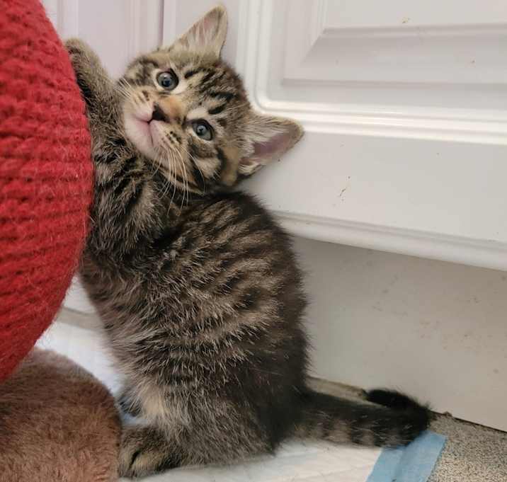 Photo of Rogue