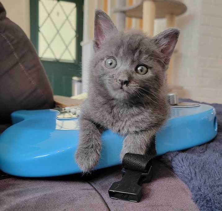 Photo of Scamp