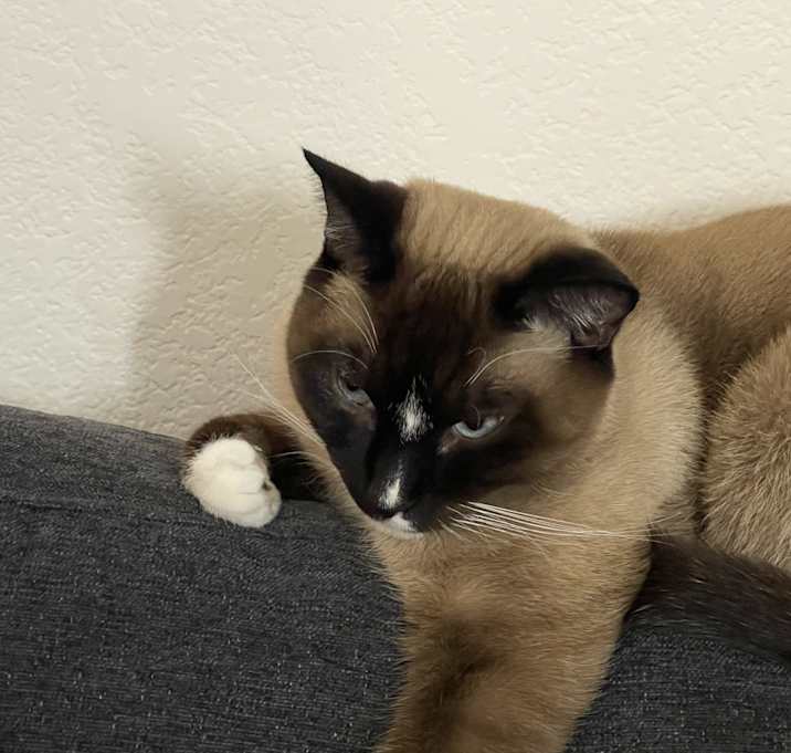 Photo of Kovu