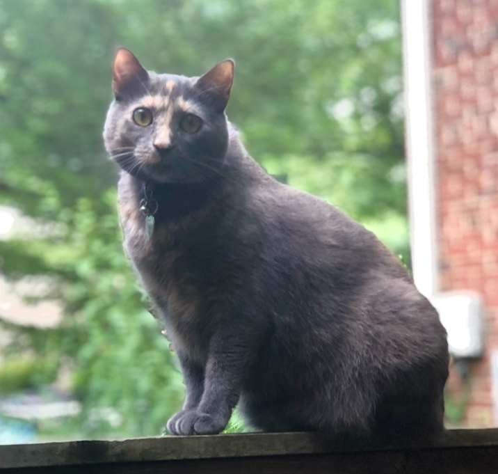 Photo of Disco