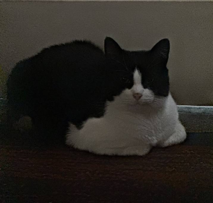 Photo of Ivy
