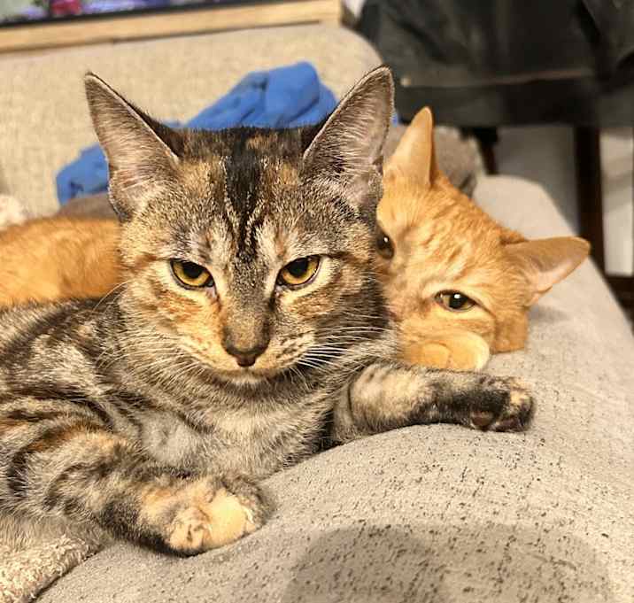 Photo of Penny