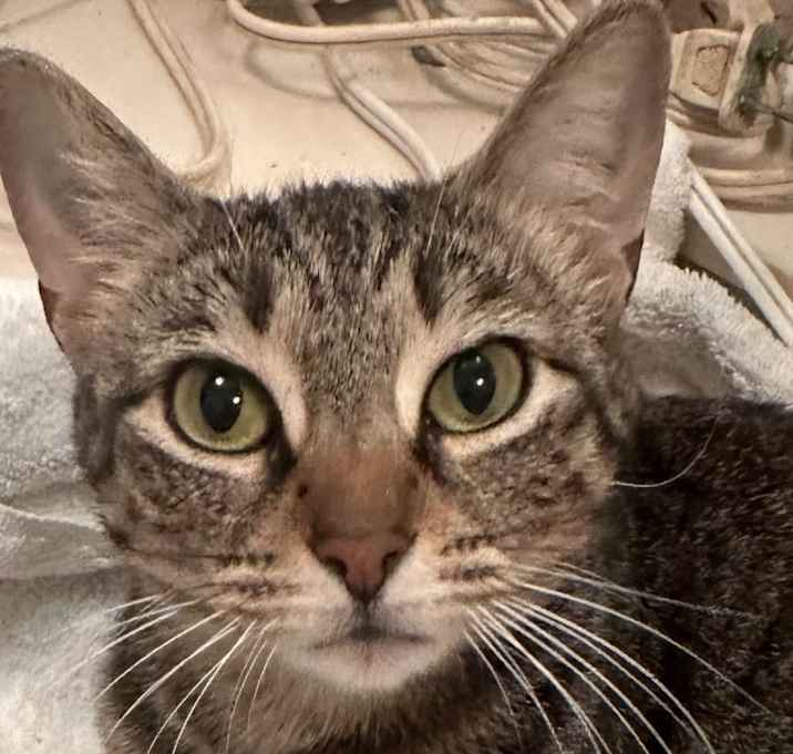 Photo of Sweetie
