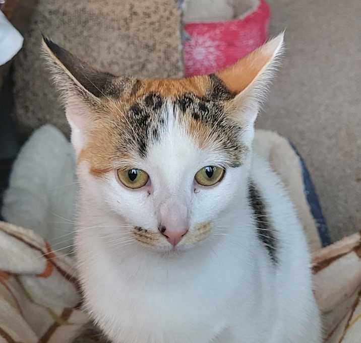 Photo of Little Mai