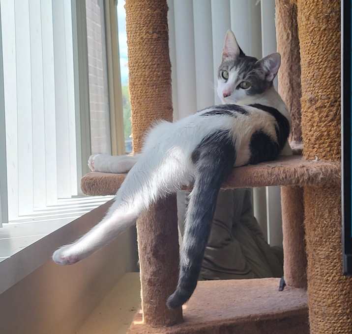 Photo of Buddy