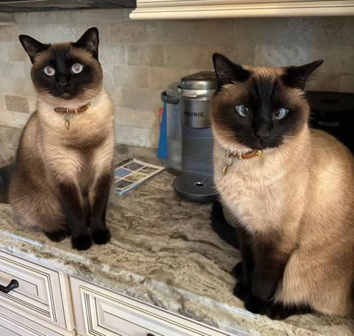 Photo of Gus & Jack Siamese Declaw Brothers!