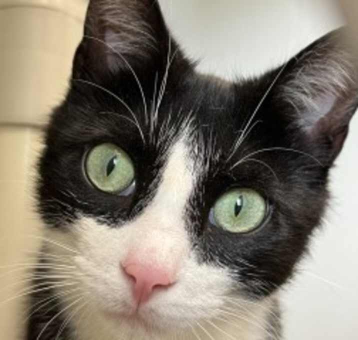 Photo of Indy