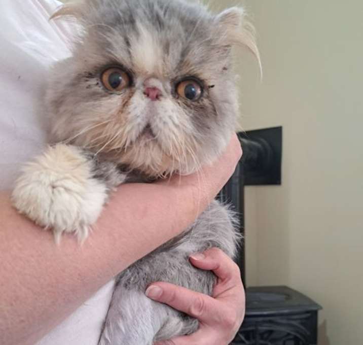 Photo of Benson