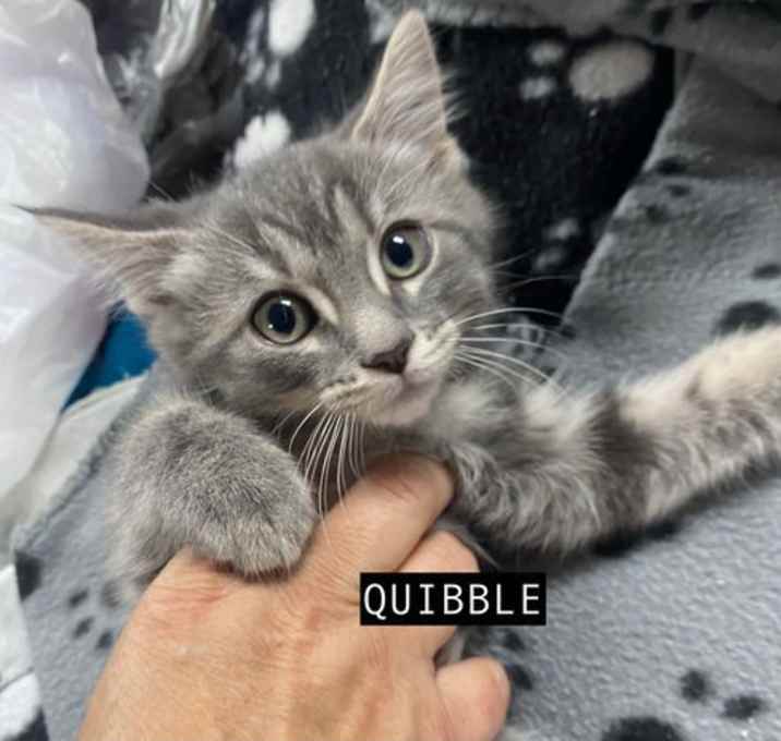 Photo of CAT-QUIBBLE