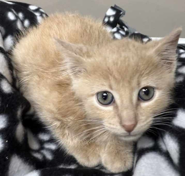 Photo of CAT-QUIGLEY