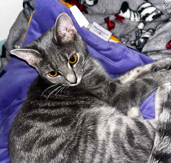 Photo of Penacho (Nacho)