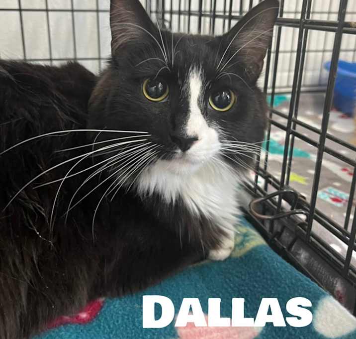 Photo of Dallas