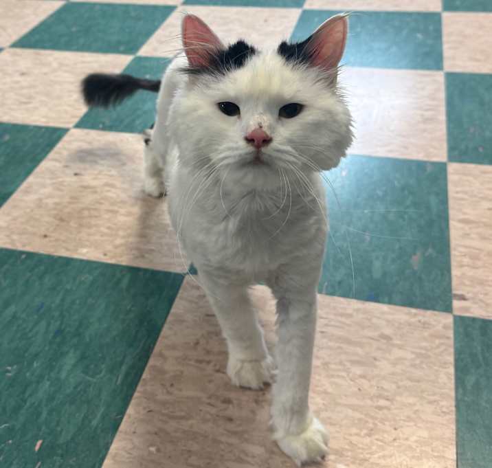 Photo of Silkie