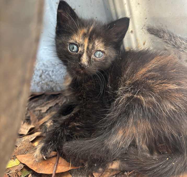 Photo of ayla