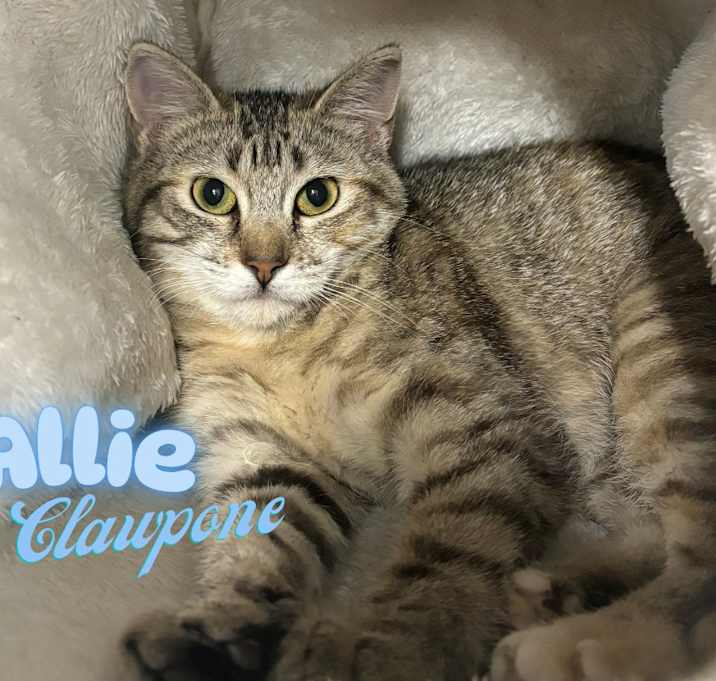 Photo of Allie Clawpone