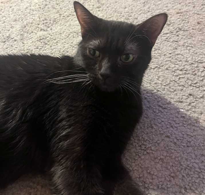 Photo of Luna