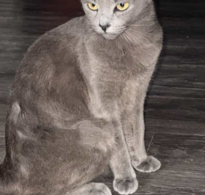 Photo of Luna