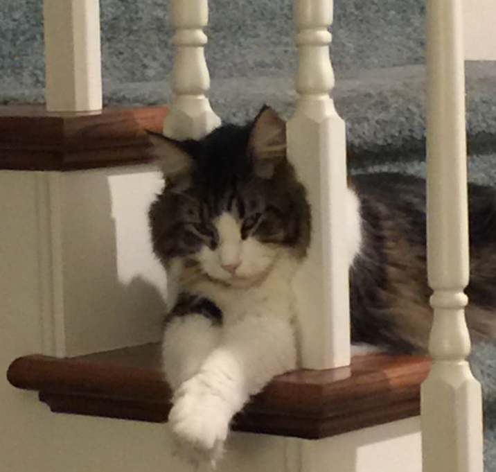 Photo of Noah