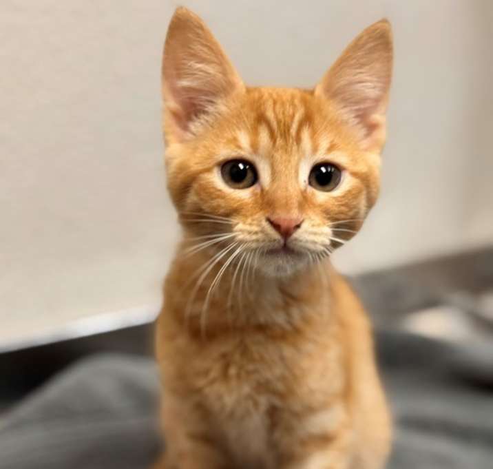 Photo of Kitkat
