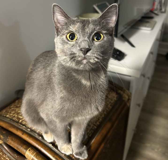 Photo of Opal