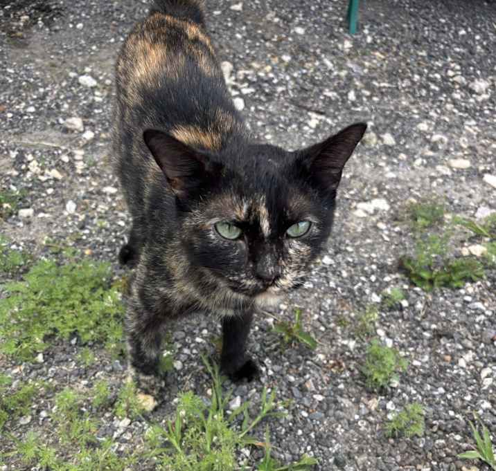 Photo of Callie