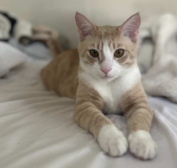 Photo of Simba