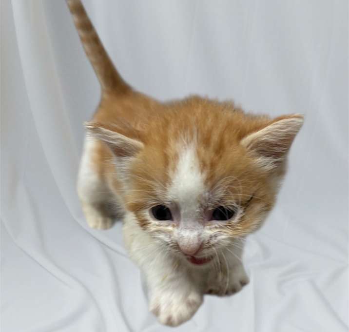 Photo of Bottle Baby 1